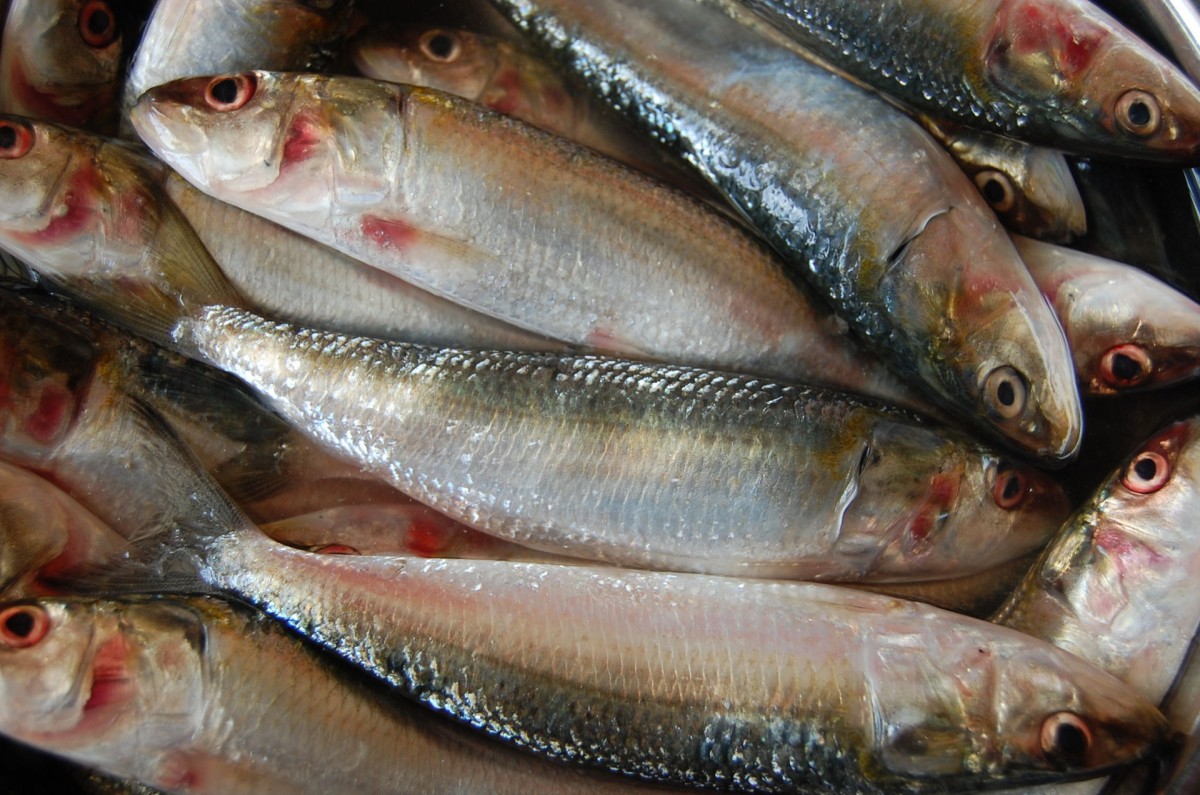 Seafood from Somalia